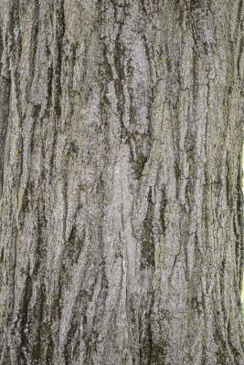 Acer saccharum Marsh. (sugar maple), bark