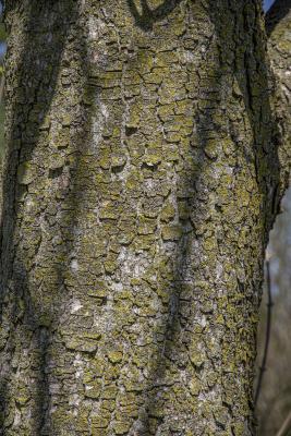 Acer pseudoplatanus L. (sycamore maple), bark