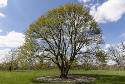 Acer campestre L. (hedge maple), form