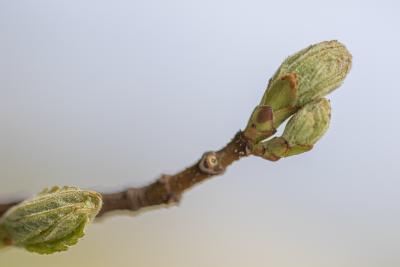 Acer rubrum L. (red maple), close-up of bud