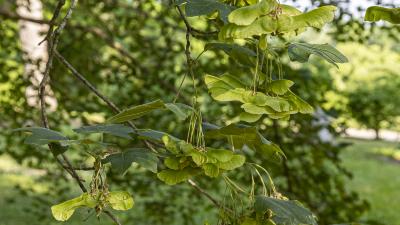 Acer campestre L. (hedge maple), fruit