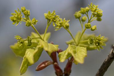 Acer campestre L. (hedge maple), flowers