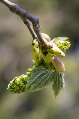 Acer pseudoplatanus L. (sycamore maple), close-up of flower bud