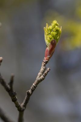 Acer campestre L. (hedge maple), bud