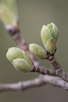 Acer miyabei ‘Morton’ (STATE STREET® maple), leaf buds