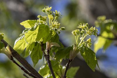 Acer miyabei ‘Morton’ (STATE STREET® maple), flower