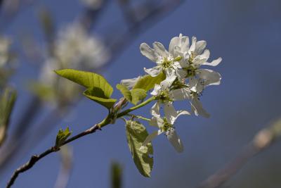 Amelanchier ×grandiflora ‘Autumn Brilliance’ (Autumn Brilliance apple serviceberry), flowers