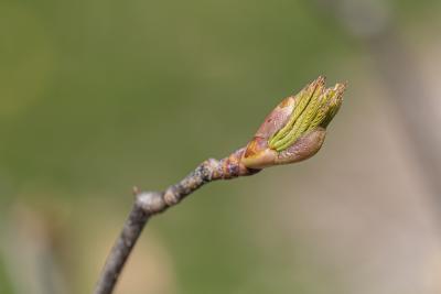 Aesculus pavia L. (red buckeye), close-up of a leaf bud