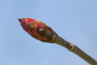 Aesculus glabra Willd. (Ohio buckeye), close-up of a bud