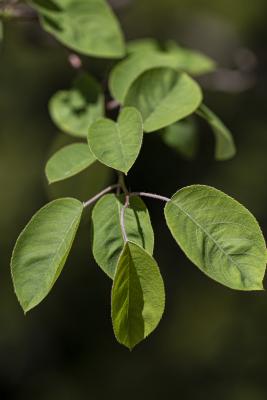 Amelanchier ×grandiflora ‘Autumn Brilliance’ (Autumn Brilliance apple serviceberry), leaves
