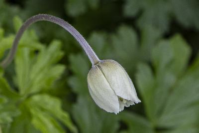 Anemone canadensis L. (Canada anemone), bud