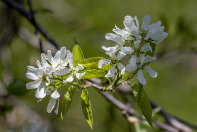 Amelanchier ×grandiflora ‘Autumn Brilliance’ (Autumn Brilliance apple serviceberry), flowers