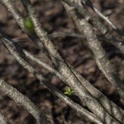 Aronia prunifolia (Marsh.) Rehd. (purple chokeberry), bark