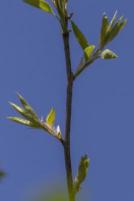 Amelanchier ×grandiflora ‘Autumn Brilliance’ (Autumn Brilliance apple serviceberry), emerging leaves