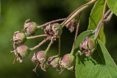 Amelanchier ×grandiflora ‘Autumn Brilliance’ (Autumn Brilliance apple serviceberry), immature fruit