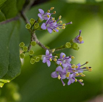 Callicarpa dichotoma (Lour.) K. Koch (purple beautyberry), flowers