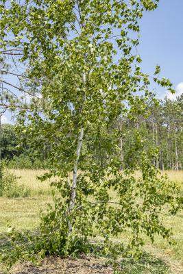 Betula populifolia Marsh. (gray birch), form