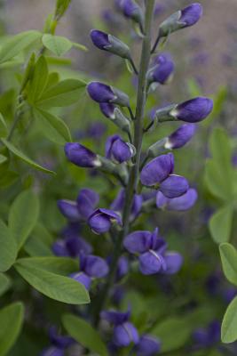 Baptisia 'Purple Smoke' (false indigo), buds and flowers