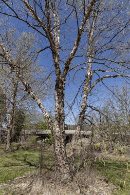 Betula nigra L. (river birch), form