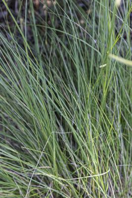 Bouteloua gracilis ‘Blonde Ambition’ (blonde ambition blue grama grass), leaves