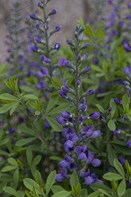 Baptisia 'Purple Smoke' (false indigo), flower