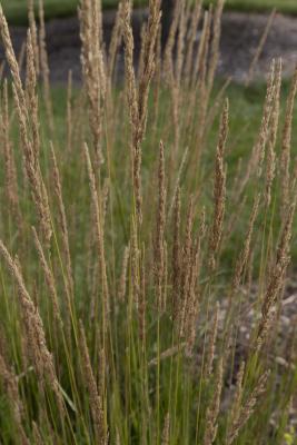 Calamagrostis ×acutiflora ‘Eldorado’ (Eldorado feather reed grass), flower