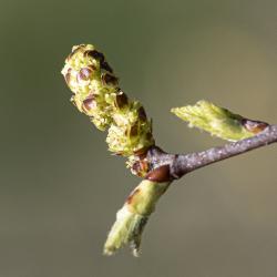 Betula nigra L. (river birch), bud