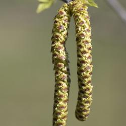 Betula nigra L. (river birch), catkin