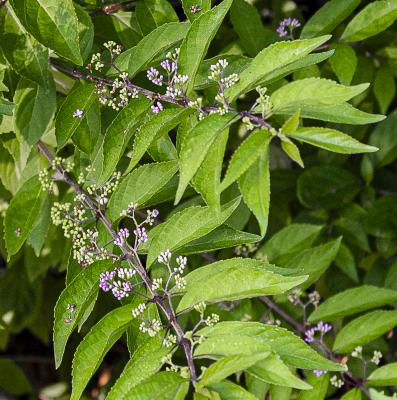 Callicarpa dichotoma (Lour.) K. Koch (purple beautyberry), buds