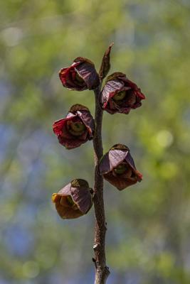 Asimina triloba (L.) Dunal (pawpaw), flowers