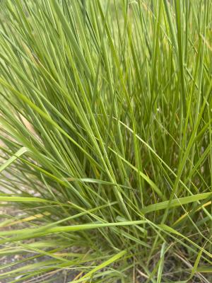 Calamagrostis ×acutiflora ‘Eldorado’ (Eldorado feather reed grass), leaves