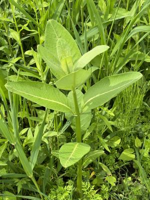 Asclepias syriaca L. (common milkweed), leaves