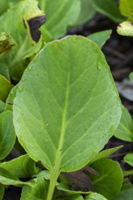 Bergenia crassifolia (L.) Fritsch. (leather bergenia, leaf