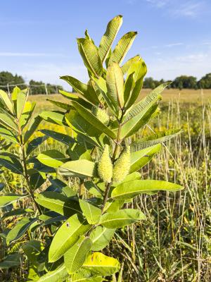 Asclepias syriaca L. (common milkweed), immature fruit