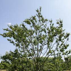 Betula alleghaniensis Britton (yellow birch), form