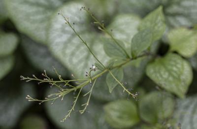 Brunnera macrophylla ‘Jack Frost’ (Jack Frost Siberian bugloss), fruit