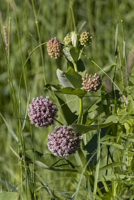 Asclepias syriaca L. (common milkweed), flower and bud