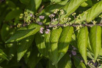 Callicarpa dichotoma (Lour.) K. Koch (purple beautyberry), flower buds
