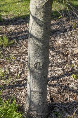 Asimina triloba (L.) Dunal (pawpaw), bark