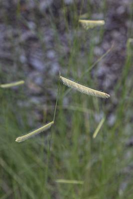 Bouteloua gracilis ‘Blonde Ambition’ (blonde ambition blue grama grass), flower