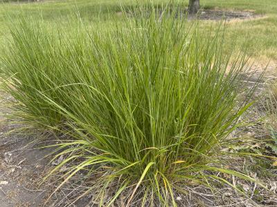 Calamagrostis ×acutiflora ‘Eldorado’ (Eldorado feather reed grass), form