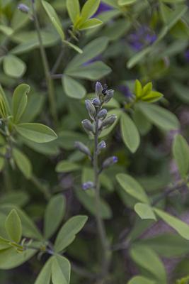Baptisia 'Purple Smoke' (false indigo), flower bud