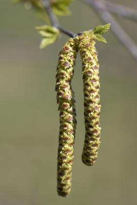 Betula nigra L. (river birch), catkin