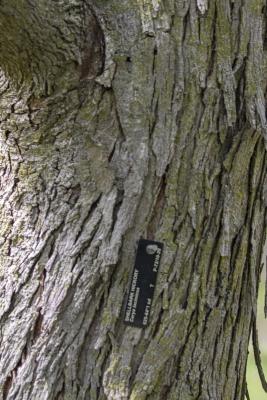 Carya laciniosa (Michx. f.) Loudon (shellbark hickory), bark