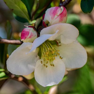 Chaenomeles speciosa (Sweet) Nakai (common flowering quince), flower