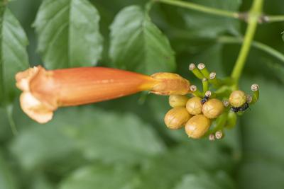 Campsis radicans (L.) Seem. (trumpet vine), form