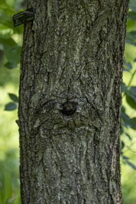 Castanea dentata (Marsh.) Borkh. (American chestnut), bark