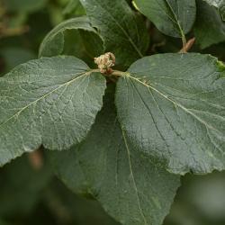 Viburnum ‘Cayuga’ (cayuga viburnum), leaves and bud