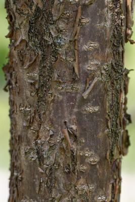 Chionanthus retusus Lindl. & Paxt. (Chinese fringe tree), bark