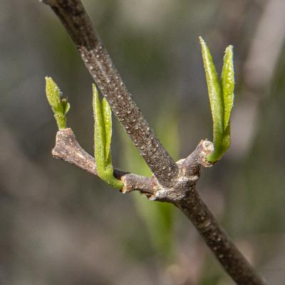 Calycanthus floridus L. (Carolina-allspice), leaf bud